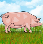 Pigs