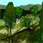 broadleaf forest