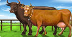 Competition “Farm Frenzy”