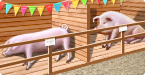 Pig Fair