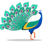 Ordinary peacock